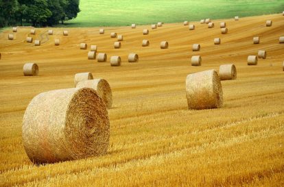 A vibrant green field, sustainable farming practices